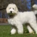 Australian Labradoodle Dogs – Der liebevolle Familienhund mit Charakter und Charme