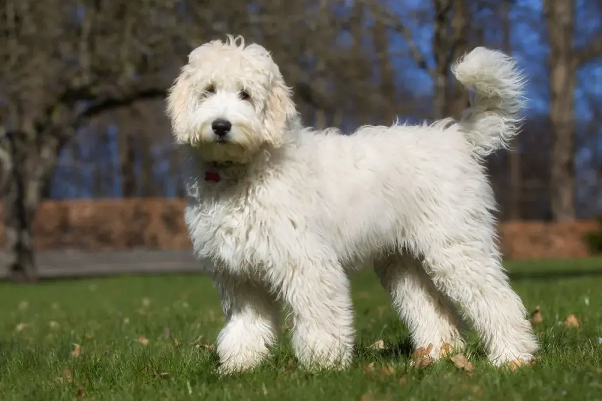 Australian Labradoodle Dogs – Der liebevolle Familienhund mit Charakter und Charme