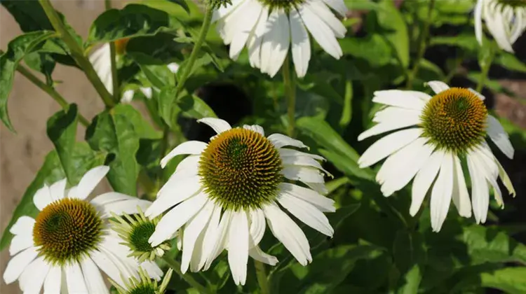 Weiße Hängeblumen – Elegante Blütenpracht für Balkon, Garten und Terrasse