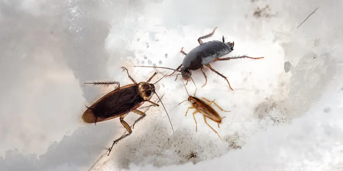Tötet Lysol Kakerlaken? Ein umfassender Überblick